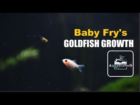 baby goldfish fry growth