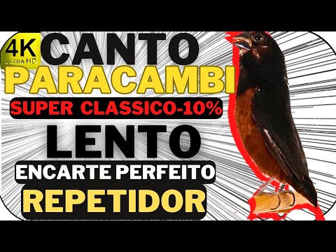 CANTO LENTO | CURIO PARACAMBI CLASSICO ROMPE NUVEM