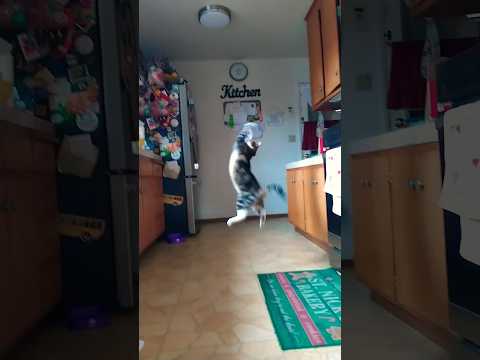 This cat can really jump high! 😂 #cat #cats #catvideos #kitten #kittens #catshorts #catlover