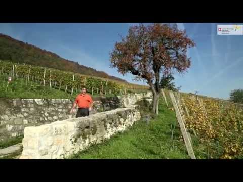 WANDERN.CH Wandern mit Genuss: von Twann nach Ligerz zur St. Petersinsel BE