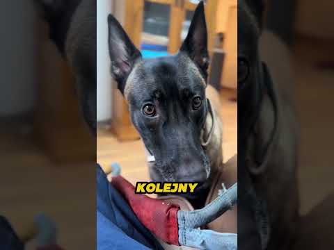 Belgian Malinosis To Same Problemy😅🐶