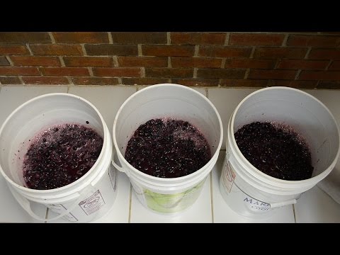 How To Make Red Wine From Grapes: Maceration & Fermentation