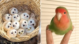 Smart And Funny Parrots Parrot Talking Videos Compilation (2024) - Cute Birds #24