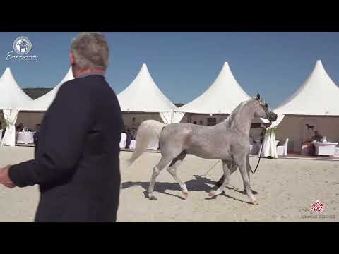 N 100 LISSAR   European Championship 2020   Prague   Stallions 10+ Years Old Class 13