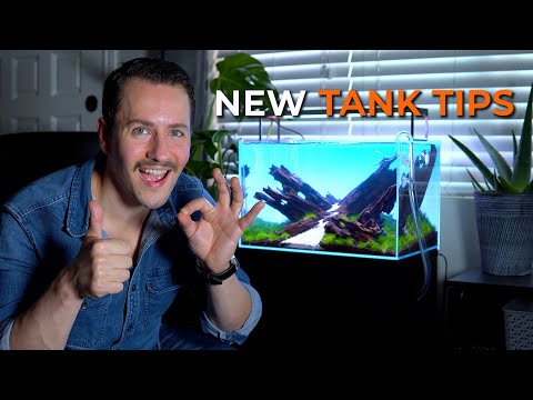 HIGH TECH PLANTED AQUARIUM | Tips for Success