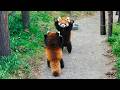 Red Panda The Cutest Self Defense Tactic