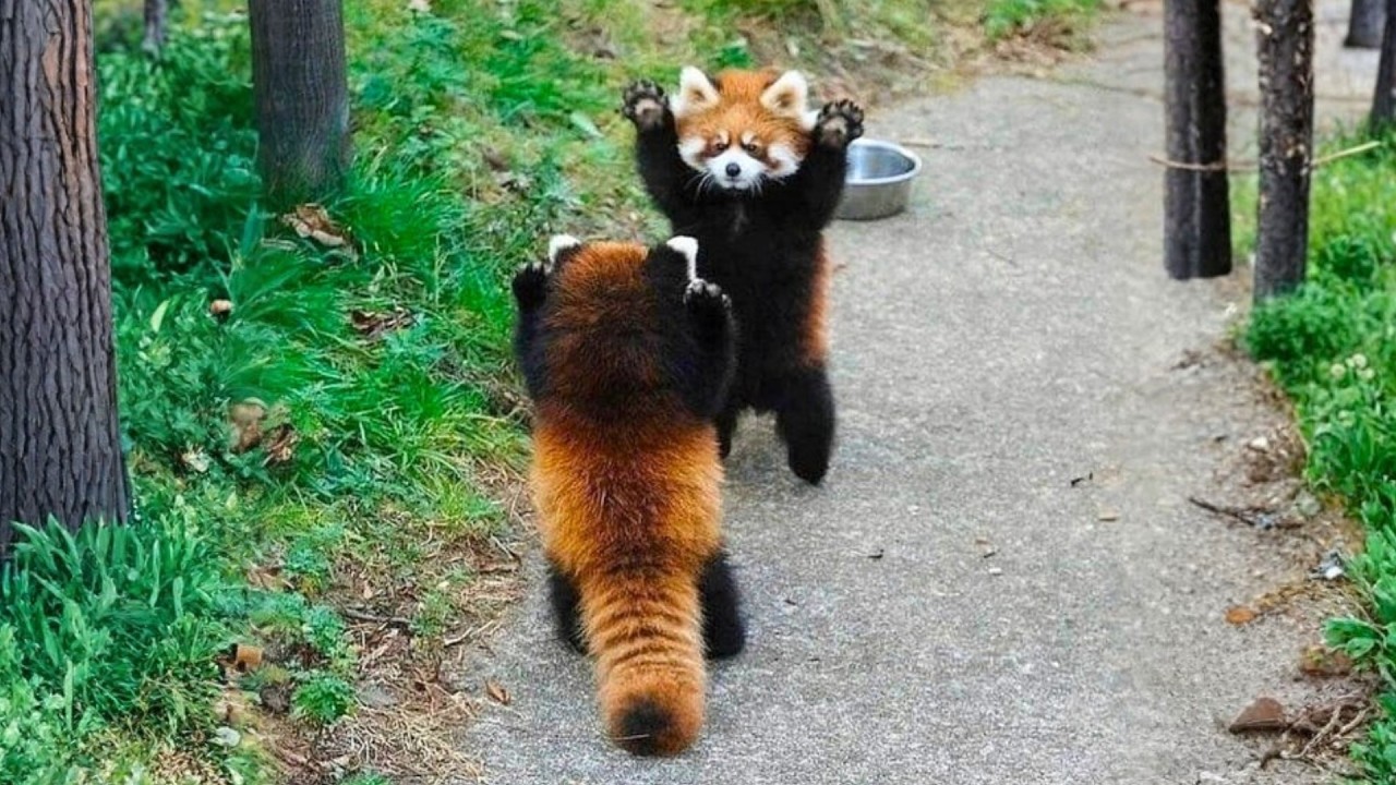 Red Panda 🐼 The Cutest Self-Defense Tactic!