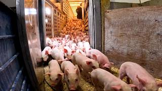 We Lost Count Unloading 1,000 New Pigs