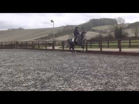 Cancara's Aria (Aria) - FOR SALE