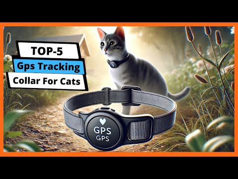 Testing setup showing cats wearing GPS collars with reference measurement equipment visible