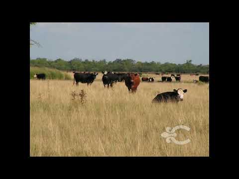 Video de YouTube - Campo en venta en Florida ref. 2486