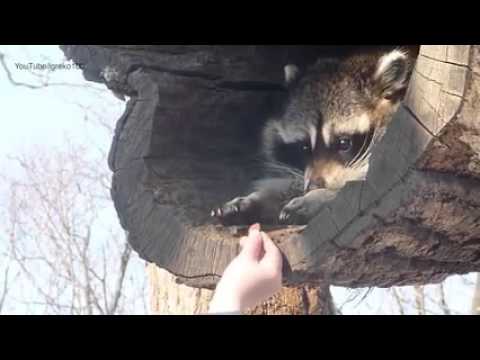 Proof that raccoons are smarter than we think