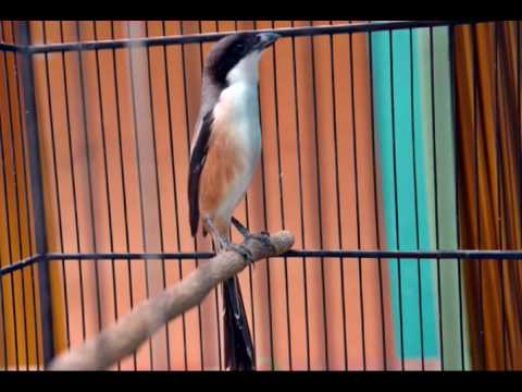 download lagu mp3 mp4 Masteran Burung Pentet Jatim, download lagu Masteran Burung Pentet Jatim gratis, unduh video klip Masteran Burung Pentet Jatim