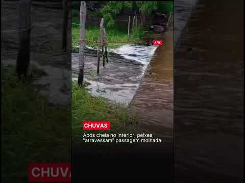 Fartura: Após cheia, peixes atravessam passagem molhada em Mombaça #ceará. #robertolira #notícias