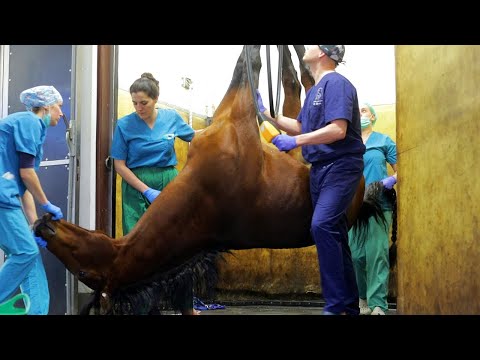 Pferd kommt an den Haken - Jungpferd Joey muss operiert werden und es läuft nicht alles nach Plan