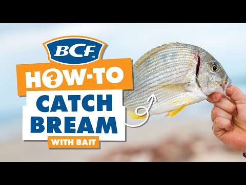How to catch Bream (Bait) - Fishing - BCF