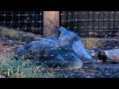 夜の動物園に行ったらハジビロコウが寝てた フラミンゴは起きてた【みてるよみてる】