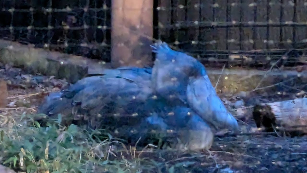 夜の動物園に行ったらハジビロコウが寝てた フラミンゴは起きてた【みてるよみてる】