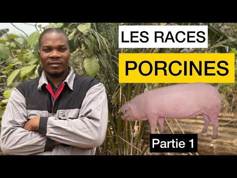 , title : 'LES RACES PORCINES (Quelle race de porc choisir pour son élevage? )'