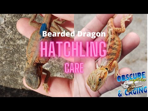 Hatchling Bearded Dragon Care