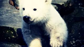 [Liquid] Dear Reader - Great White Bear (SizzleBird Remix)