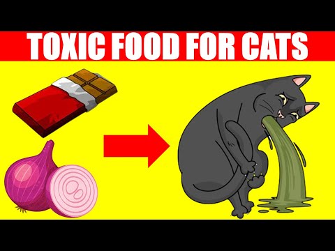 FOODS THAT ARE TOXIC TO CATS