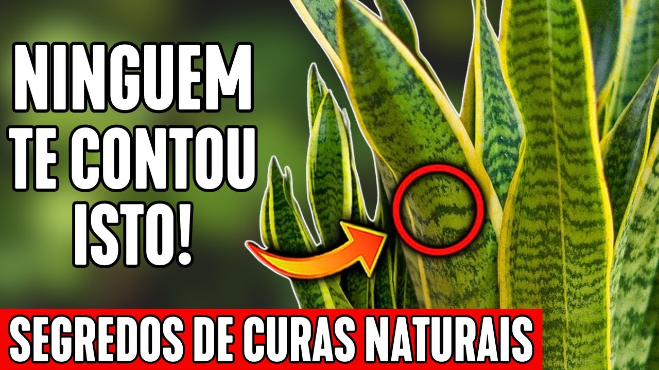 🌿 BENEFÍCIOS e PODERES MEDICINAIS da ESPADA DE SÃO JORGE 💡