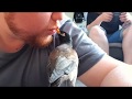Nugget The Myna