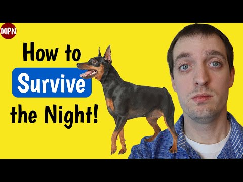 First Night Home with Your Miniature Pinscher Puppy: What You Need to Know!