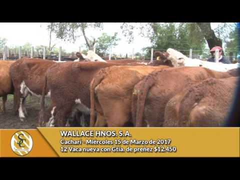 15-03-17- Venta de vientres- Wallace Hnos. Cacharí