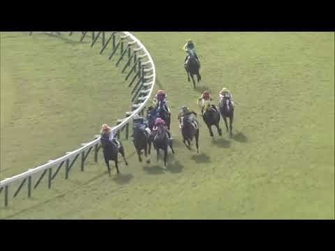 2019.11.17 2yo Newcomer (JPN) - Shiny's Run