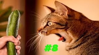 Смешные коты и котики, приколы про котов до слез - Смешные кошки #8
