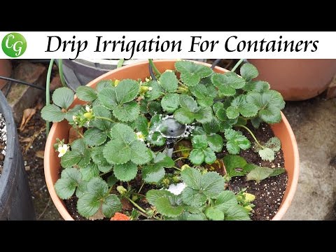 Drip Irrigation Questions Answered Q A For Drip Irrigation Systems