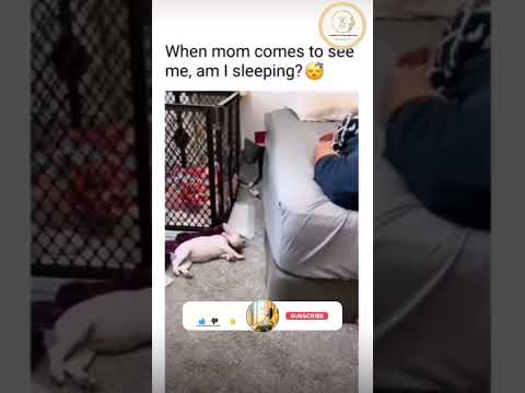 Such an intelligent boywith so much of talent🤣🤣🐾🦴🦮#india #subscribe #20k #petparent #2023