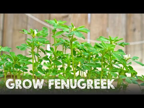 How to Grow Lots of Fenugreek | Methi