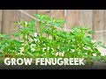 How to Grow Lots of Fenugreek | Methi How to Grow Lots of Fenugreek | Methi