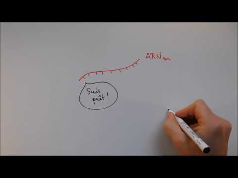 Protein Synthesis 3 - tRNA and Genetic Code