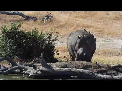 Djuma: Hippo with healing leg injury comes to pan in afternoon - 13:53 - 07/24/19