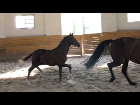 Dressage foal Benicio x Armani SOLD