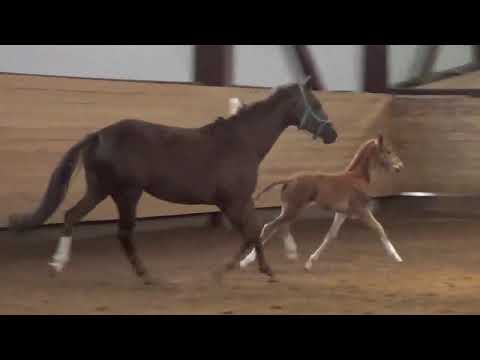 Hengst 2018, v. Black Stern - Foundation