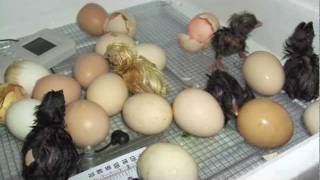 Chicks Follow Man Into Water! (Episode 22) SLAVE SERMONS "Scrambled Eggs"