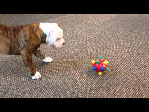 Bumble Ball Motorized Dog Toy Video