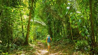 Hawaiian Jungle Walk in 4K | Lyon Arboretum Virtual Tour & Nature Sounds (Ep 2)