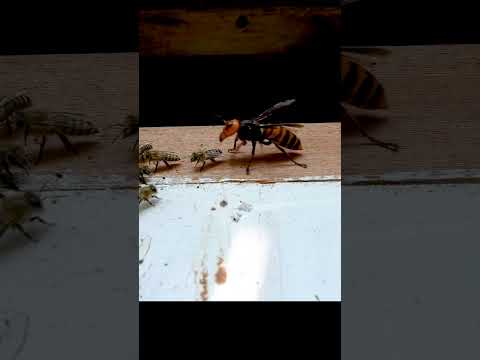 Giant Hornet vs. Japanese Honeybee: A Fierce Encounter in Nature!