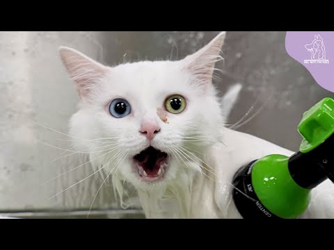 The Most Unique Cat I've Ever Groomed In My Career 😅