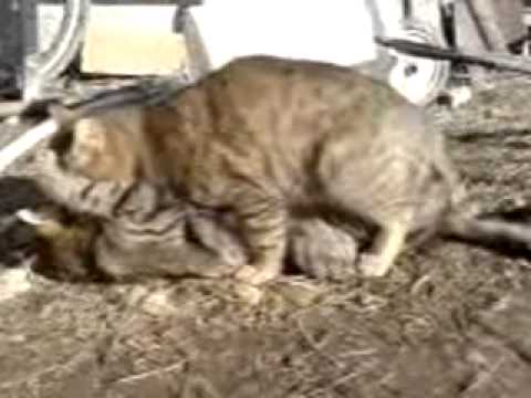 Mitzu gay-ul din dracesti.3gp