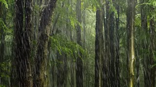 Rain Forest to Sleep or Study White Noise 24 Hours Rain - Rain Sounds For Sleeping - ASMR Sleep