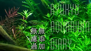 co2無しで育てる水草水槽【アクアリウムダイアリー#１】