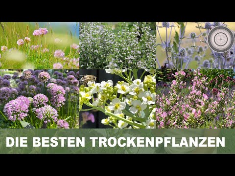 , title : 'TOP Pflanzen für die Trockenheit, der Garten OHNE GIEßEN, Pflanzen für den heißen Balkon/Sommer'