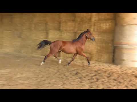 El Amigo von Sky Walker - Esteban xx - Bagdag ox geb. 16.Mai 2018